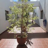 Avenida De Canarias Hotel Picture 14
