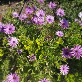 Akamas Health Farm And Spa Picture 8