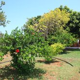 Galini Hotel Picture 5