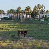 Grecotel Royal Park Picture 17