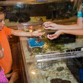 Tradewinds Island Grand Resort Picture 10