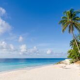Bougainvillea Barbados Picture 7